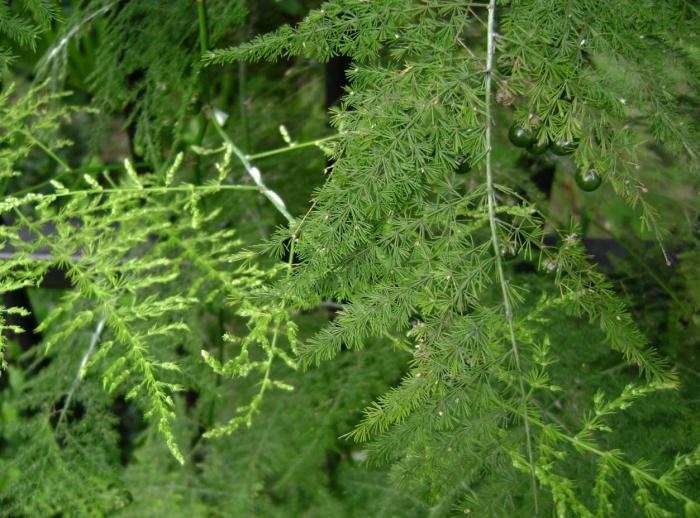 Plant photo of: Asparagus setaceus