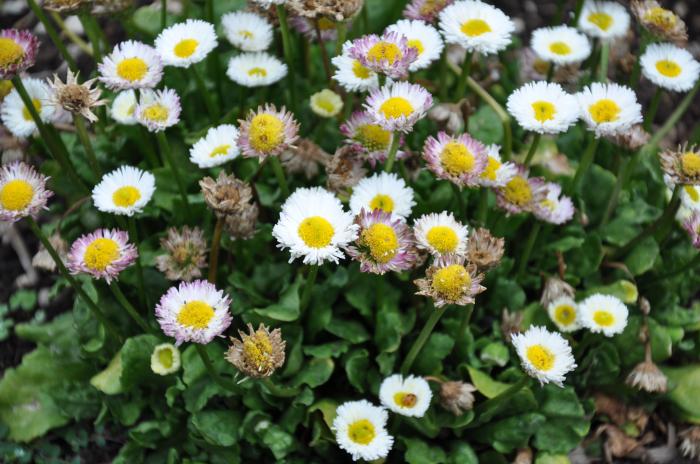 Plant photo of: Bellis perennis