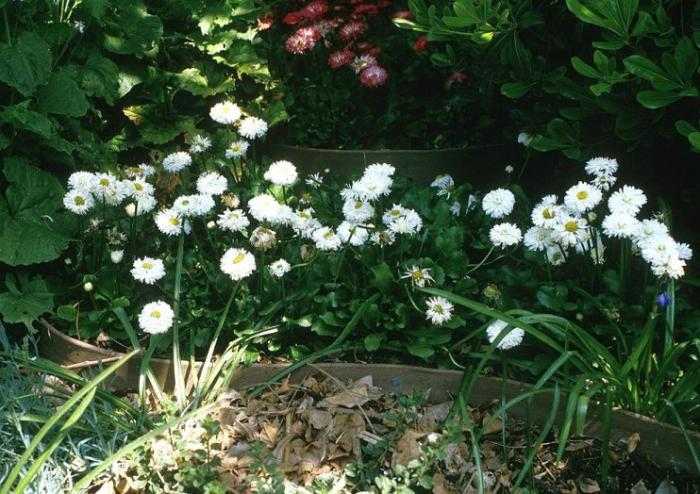 Plant photo of: Bellis perennis