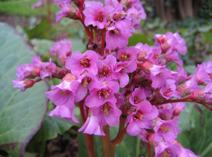 Plant photo of: Bergenia cordifolia