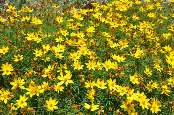 Plant photo of: Bidens ferulifolia 'Goldmarie'