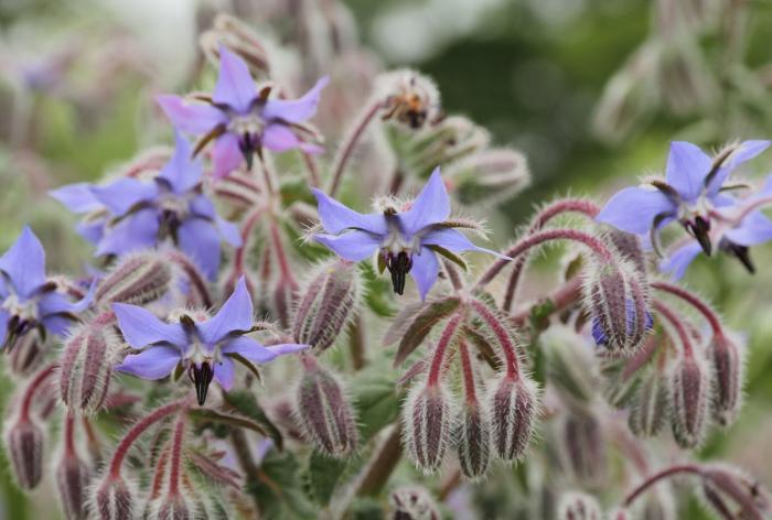 Plant photo of: Borago officinalis