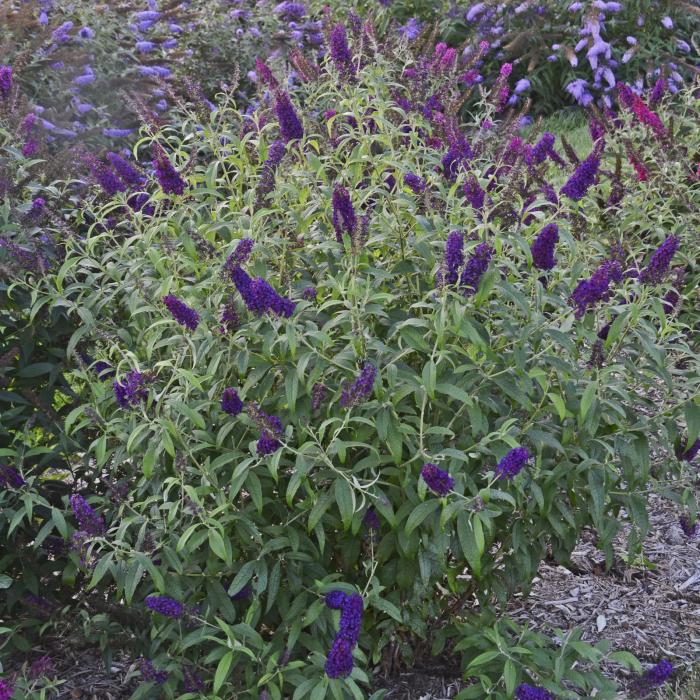 Plant photo of: Buddleia 'Dark Dynasty'