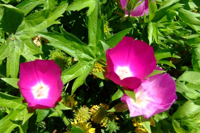 Plant photo of: Callirhoe involucrata