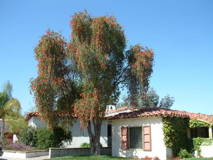 Plant photo of: Callistemon viminalis