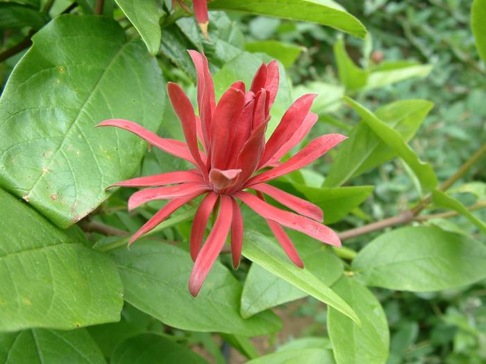 Plant photo of: Calycanthus occidentalis