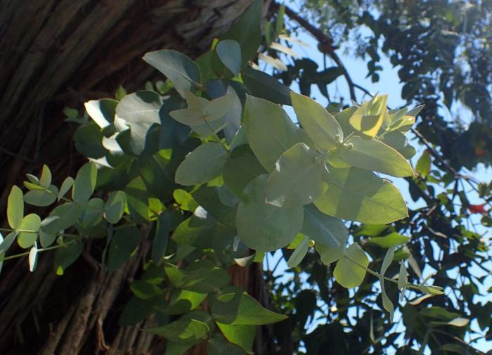 Plant photo of: Eucalyptus cinerea