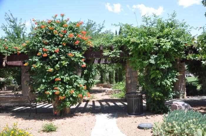 Plant photo of: Campsis radicans