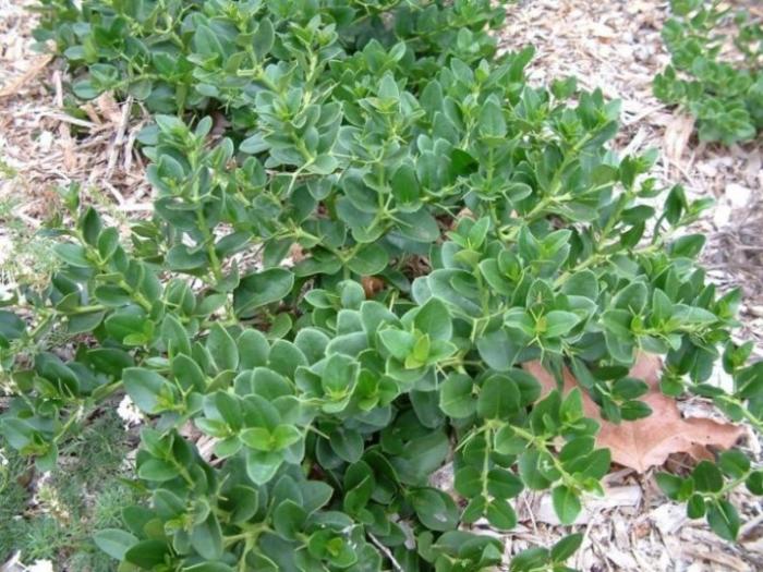 Plant photo of: Carissa macrocarpa 'Prostrata'