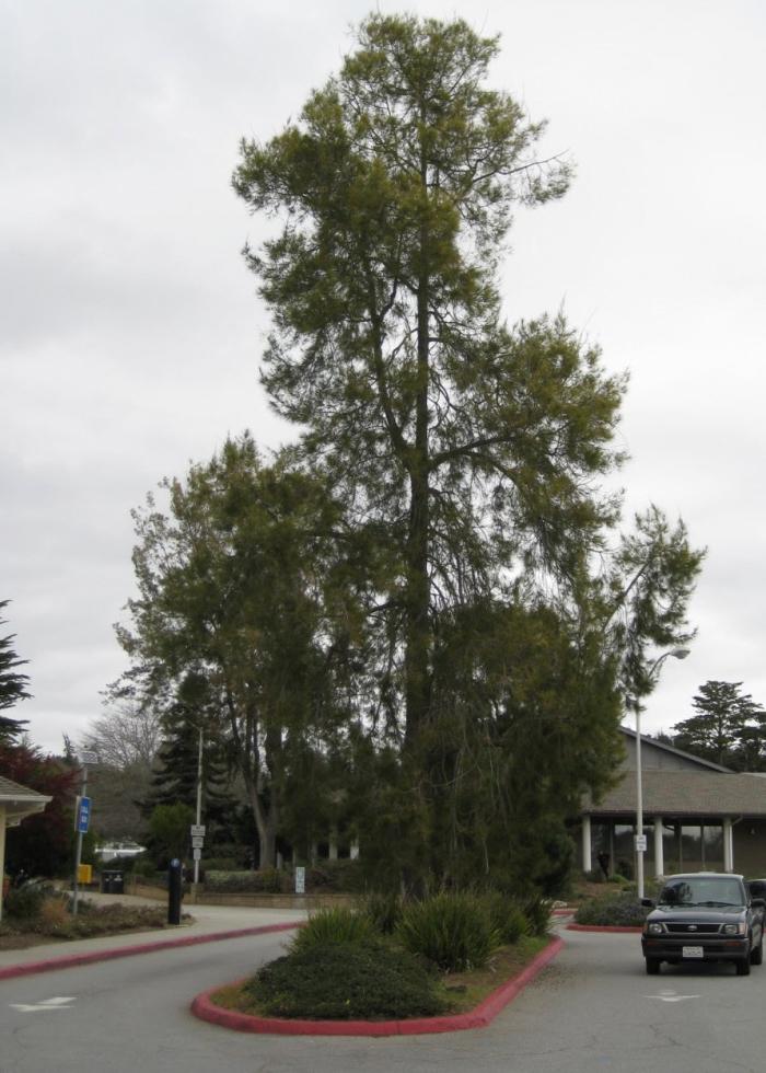 Plant photo of: Casuarina equisetifolia