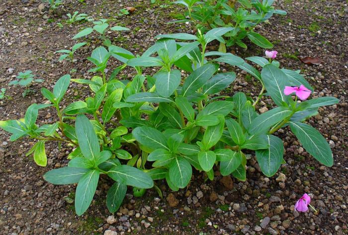 Plant photo of: Catharanthus roseus