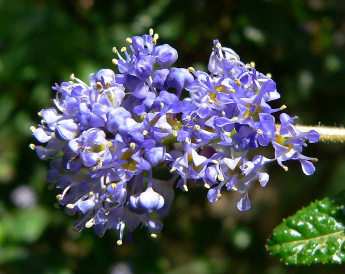 Plant photo of: Ceanothus 'Wheeler Canyon'