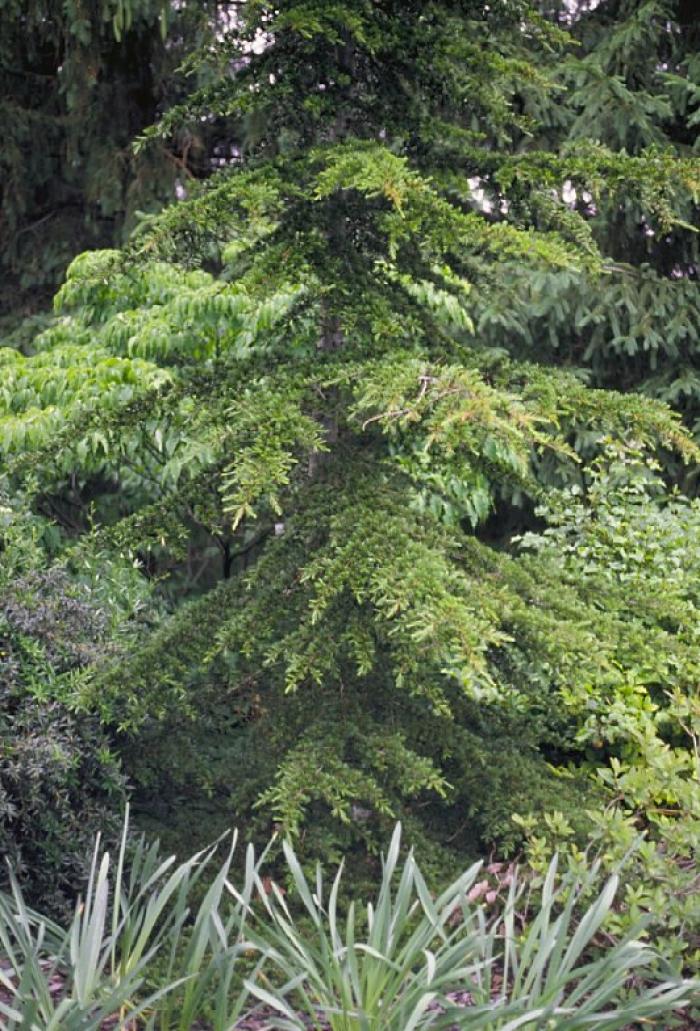 Plant photo of: Cedrus libani