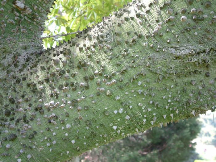 Plant photo of: Ceiba speciosa