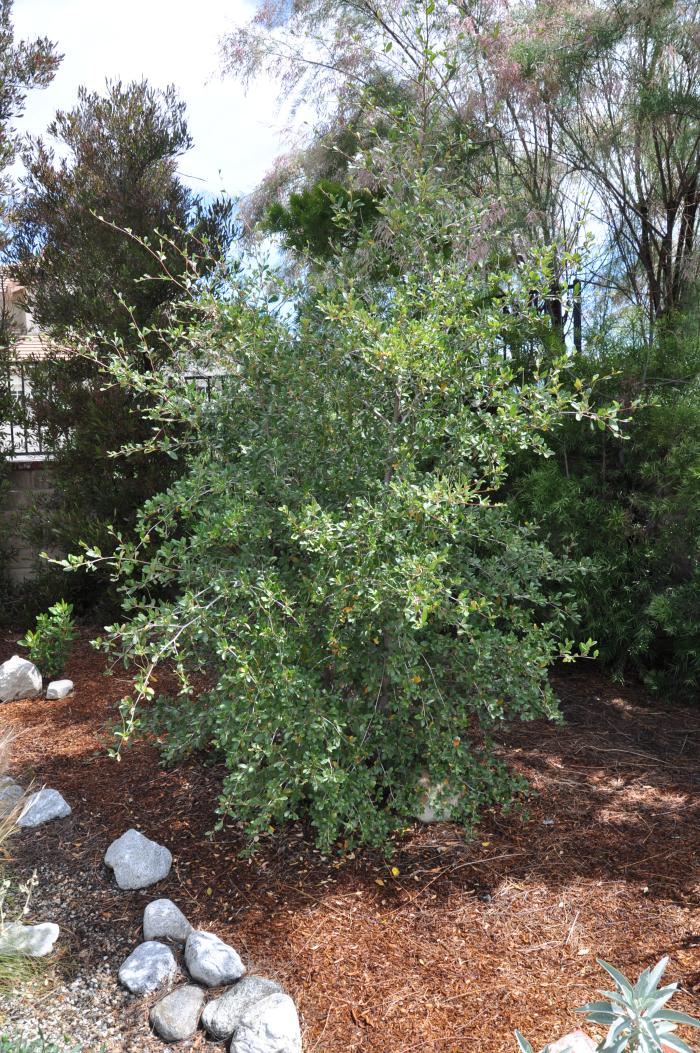 Plant photo of: Cercocarpus betuloides