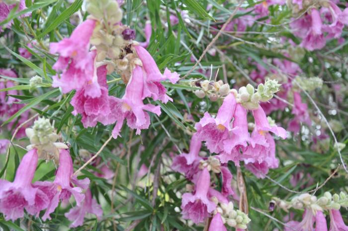 Plant photo of: Chilopsis linearis