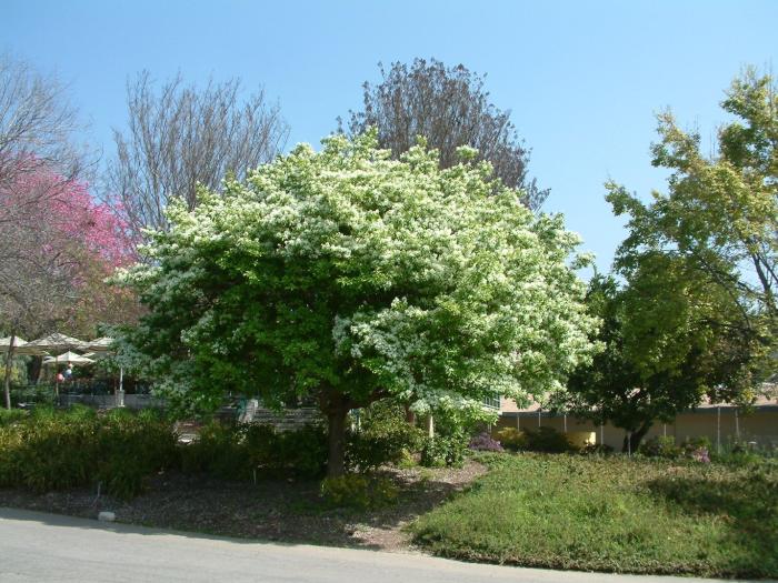 Plant photo of: Chionanthus retusus