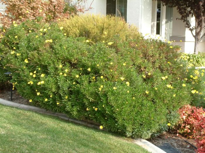 Plant photo of: Chrysanthemum frutescens 'Yellow Assorte