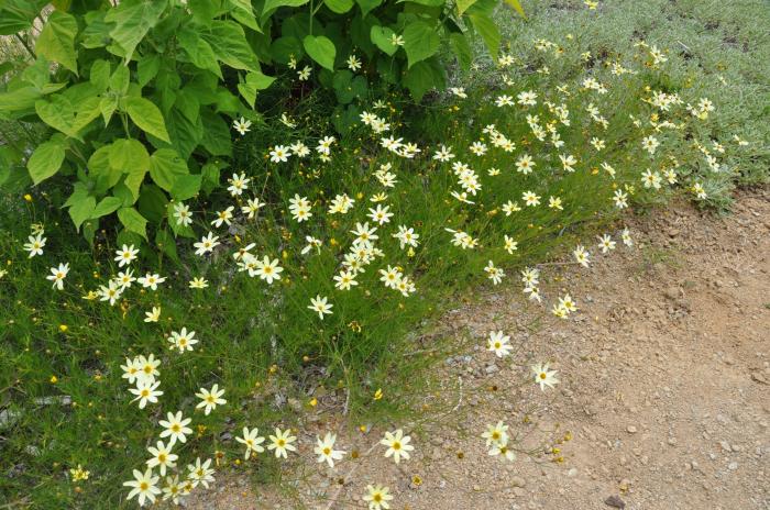 Plant photo of: Coreopsis verticillata 'Moonbeam'