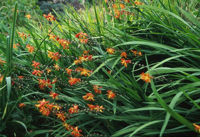 Plant photo of: Crocosmia X crocosmiiflora