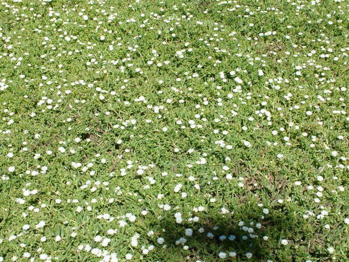 Plant photo of: Delosperma 'Alba'