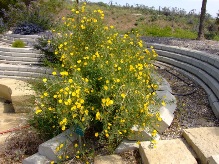 Plant photo of: Dendromecon rigida