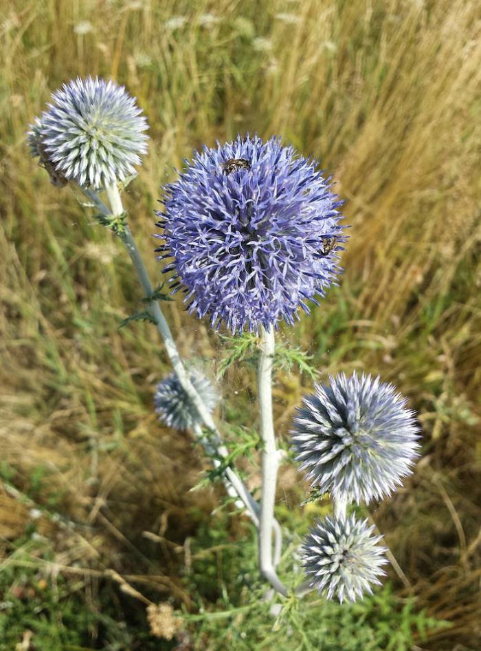 Plant photo of: Echinops ritro ruthenicus