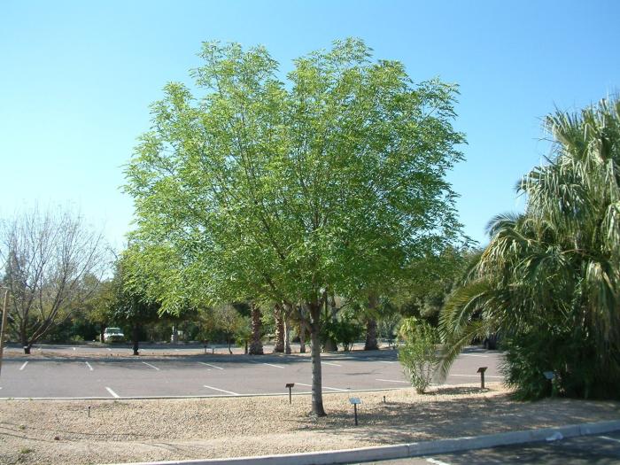 Plant photo of: Fraxinus uhdei 'Orange County'