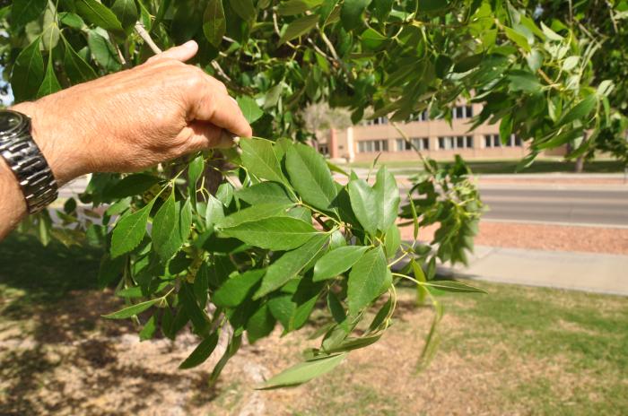 Plant photo of: Fraxinus velutina