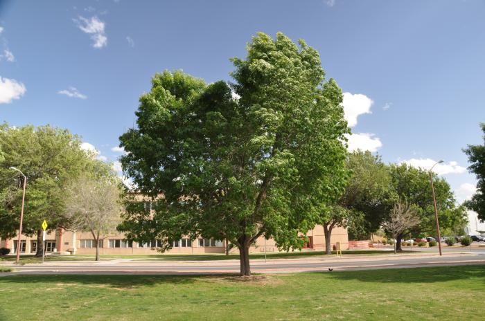 Plant photo of: Fraxinus velutina