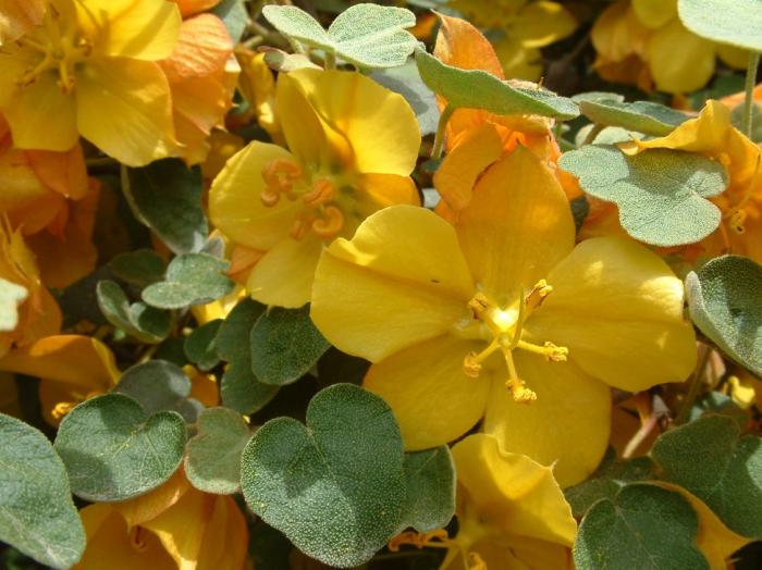 Plant photo of: Fremontodendron 'Ken Taylor'