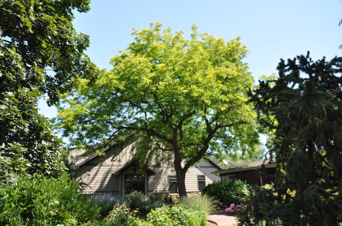 Plant photo of: Gleditsia triacanthos 'Shademaster'