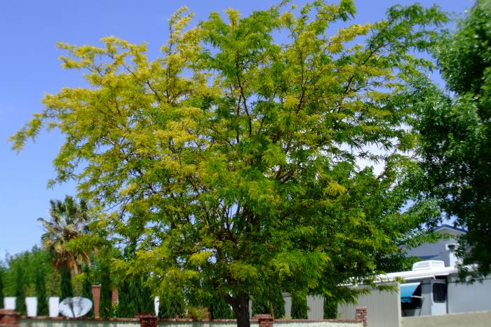 Plant photo of: Gleditsia triacanthos 'Sunburst'