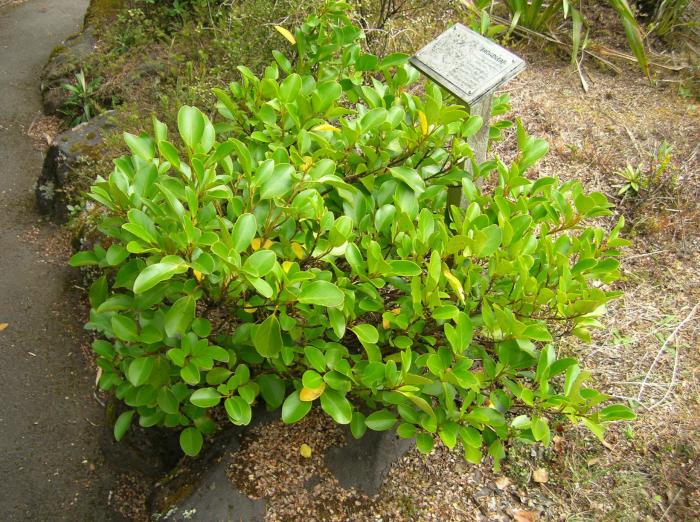 Plant photo of: Griselinia littoralis