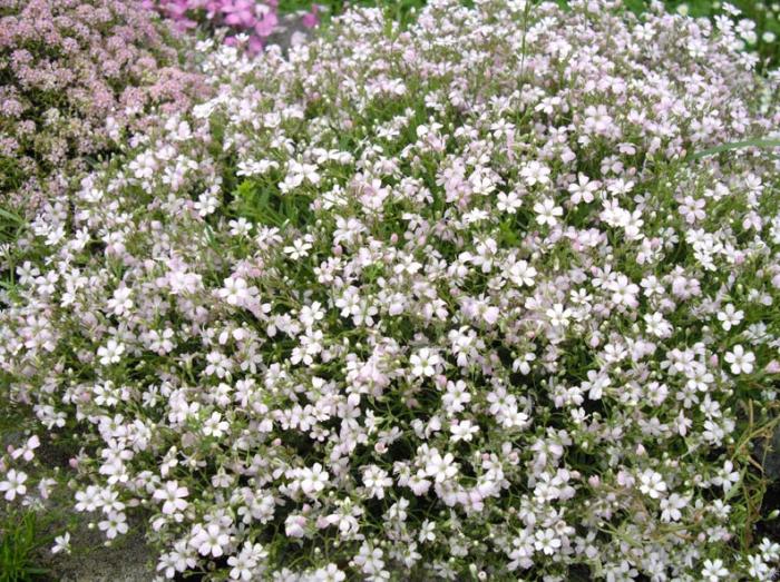 Plant photo of: Gypsophila repens