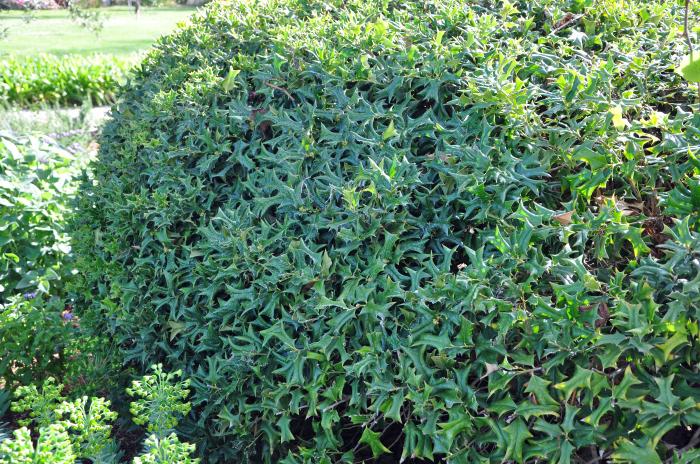 Plant photo of: Ilex cornuta 'Burfordii'