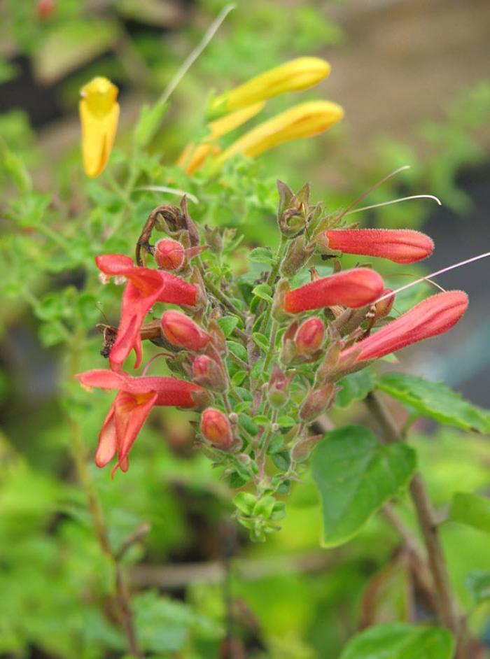 Plant photo of: Keckiella cordifolia