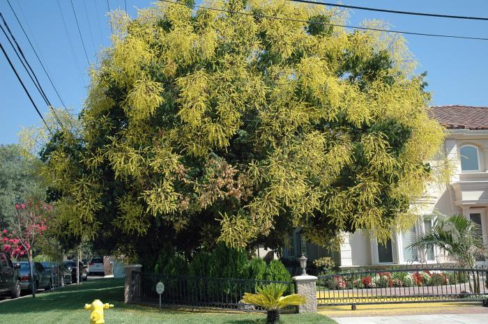 Plant photo of: Koelreuteria paniculata