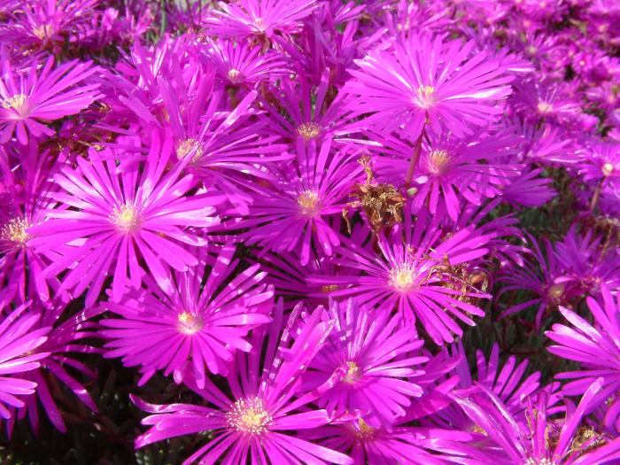 Plant photo of: Lampranthus spectabilis