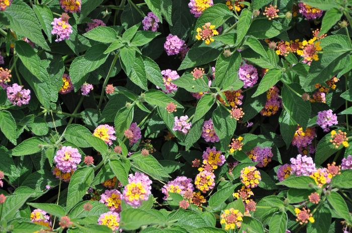 Plant photo of: Lantana 'Christine'