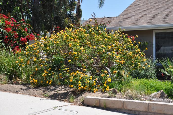 Plant photo of: Lantana 'Gold Mound'