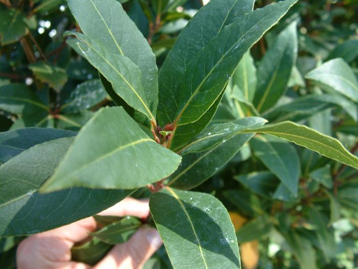 Plant photo of: Laurus nobilis 'Saratoga'