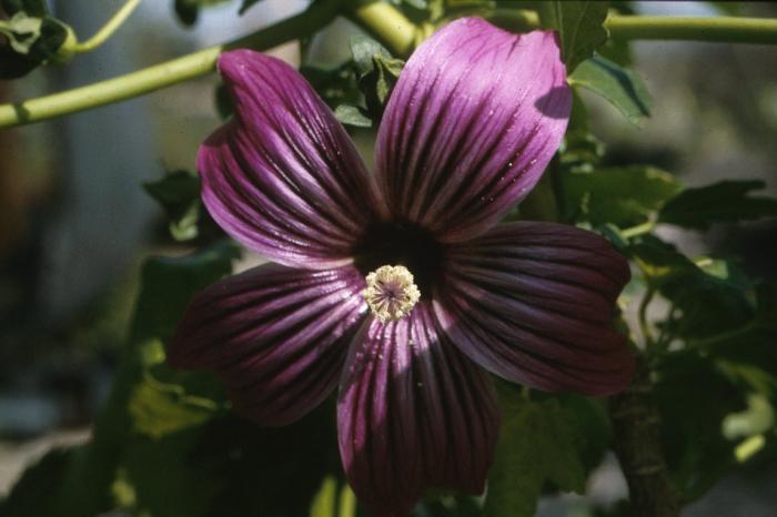 Plant photo of: Lavatera assurgentiflora 'Purisima'