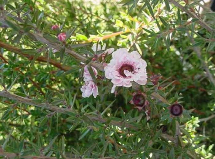 Plant photo of: Leptospermum scoparium 'Apple Blossom'