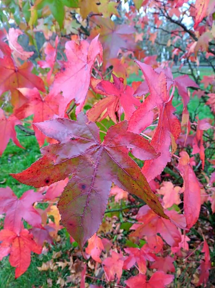 Plant photo of: Liquidambar styraciflua 'Burgundy'