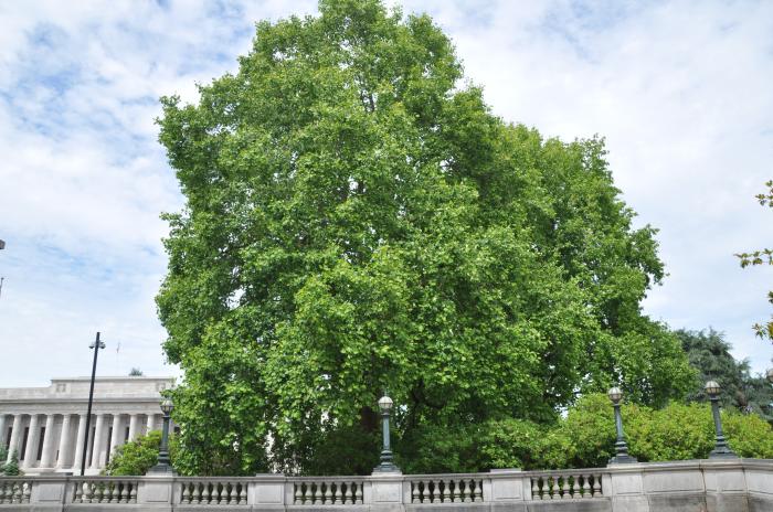 Plant photo of: Liriodendron tulipifera