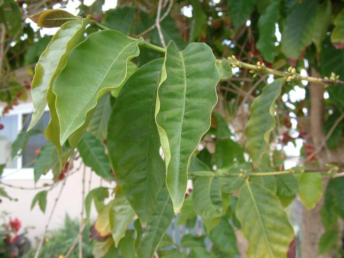 Plant photo of: Lophostemon confertus