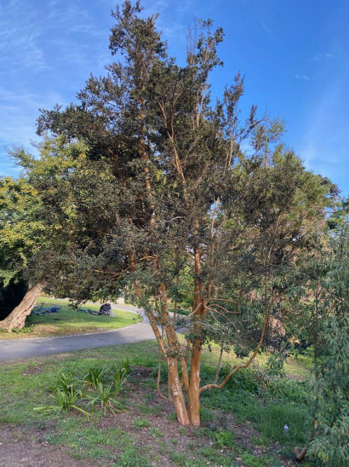 Plant photo of: Luma apiculata