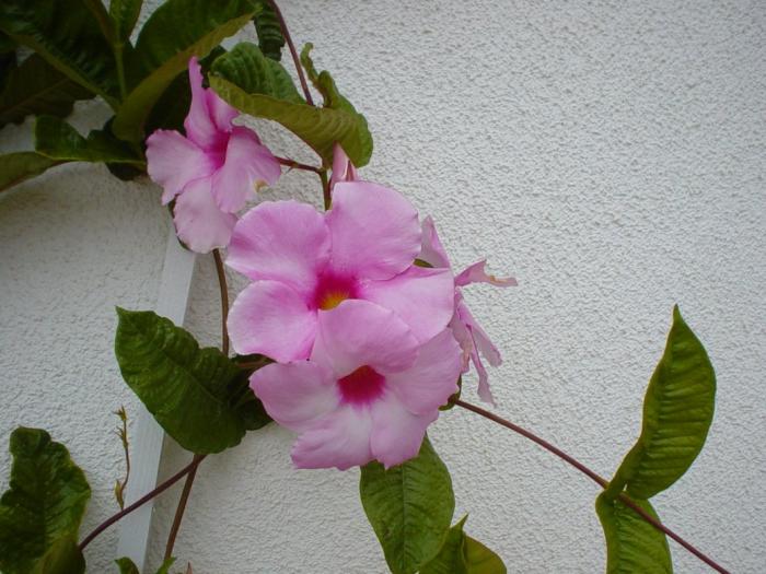 Plant photo of: Mandevilla hybrids