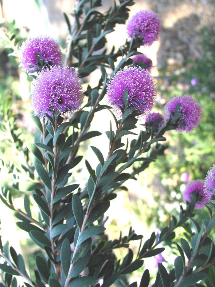 Plant photo of: Melaleuca nesophila